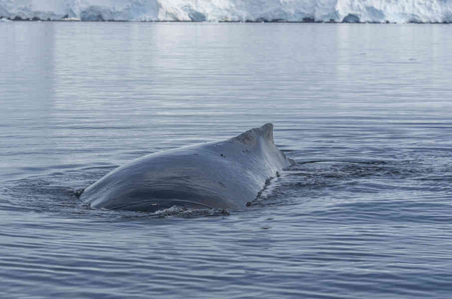 Ballena Minke - Antártida 04.jpg